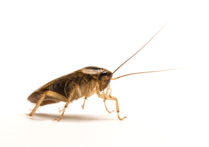 Blatte-3 dans BLATTES - TERMITES