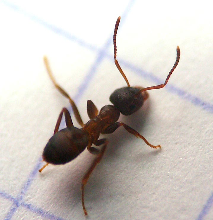 Comment se débarrasser des fourmis qui montent le long de ma ...