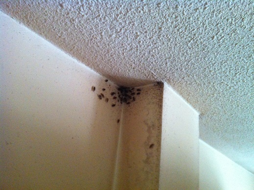 nid blattes au plafond