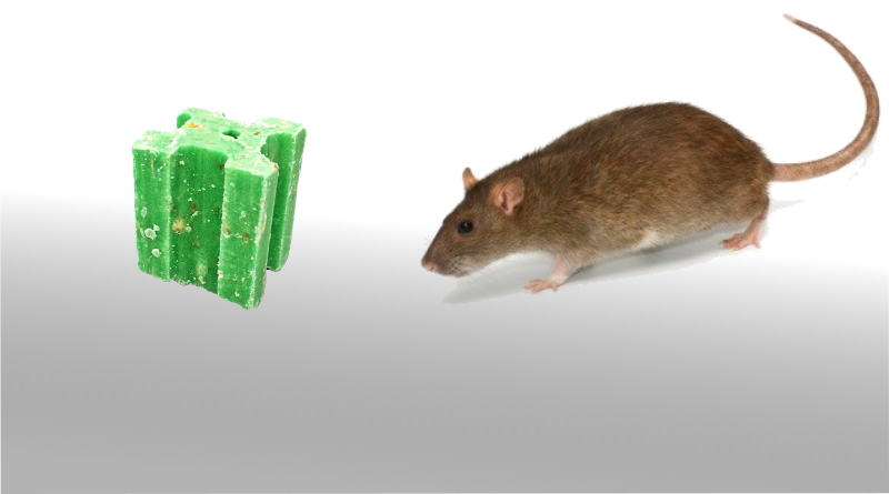 Le poison anti souris : solution foudroyante contre les rongeurs